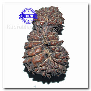 20 Mukhi Gaurishankar Rudraksha from Indonesia - Bead No. 13