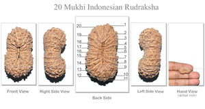 20 Mukhi Indonesian Rudraksha - Bead 15