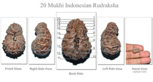20 Mukhi Indonesian Rudraksha - Bead 16