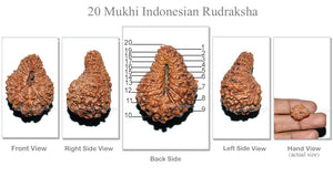 20 Mukhi Indonesian Rudraksha - Bead 28
