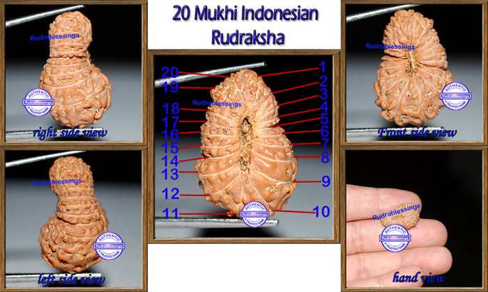 20 Mukhi Indonesian Rudraksha - Bead 6