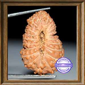 20 Mukhi Indonesian Rudraksha - Bead 6