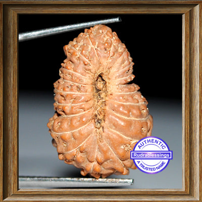 20 Mukhi Indonesian Rudraksha - Bead 6