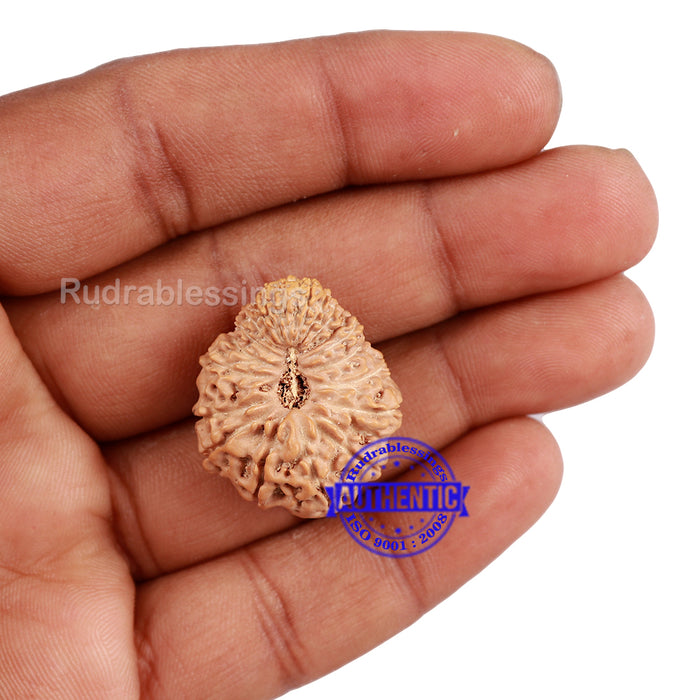 20 Mukhi Indonesian Rudraksha - Bead 61