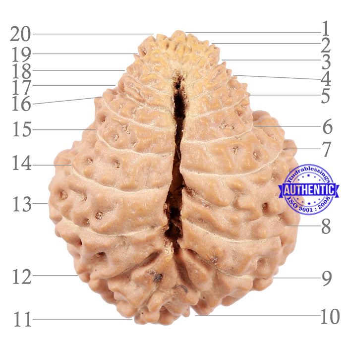 20 Mukhi Indonesian Rudraksha - Bead 61