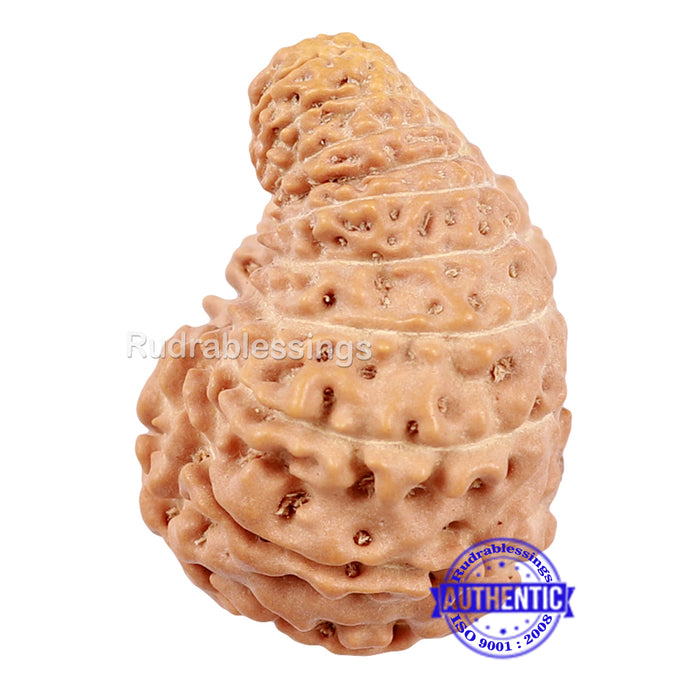 20 Mukhi Indonesian Rudraksha - Bead 61