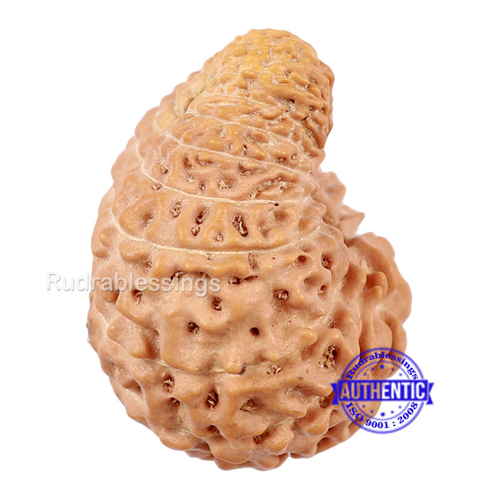 20 Mukhi Indonesian Rudraksha - Bead 61