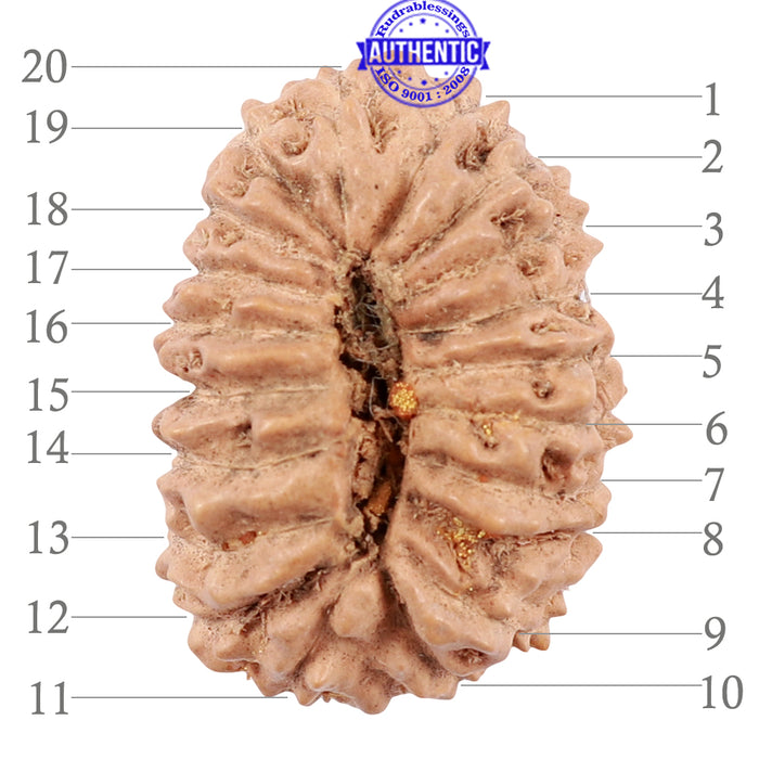 20 Mukhi Indonesian Rudraksha - Bead 62