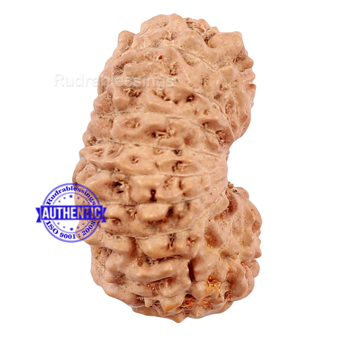 20 Mukhi Indonesian Rudraksha - Bead 62