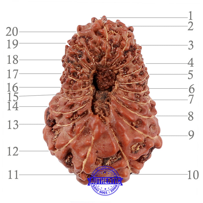 20 Mukhi Indonesian Rudraksha - Bead 63
