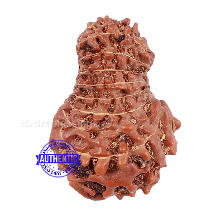 20 Mukhi Indonesian Rudraksha - Bead 63