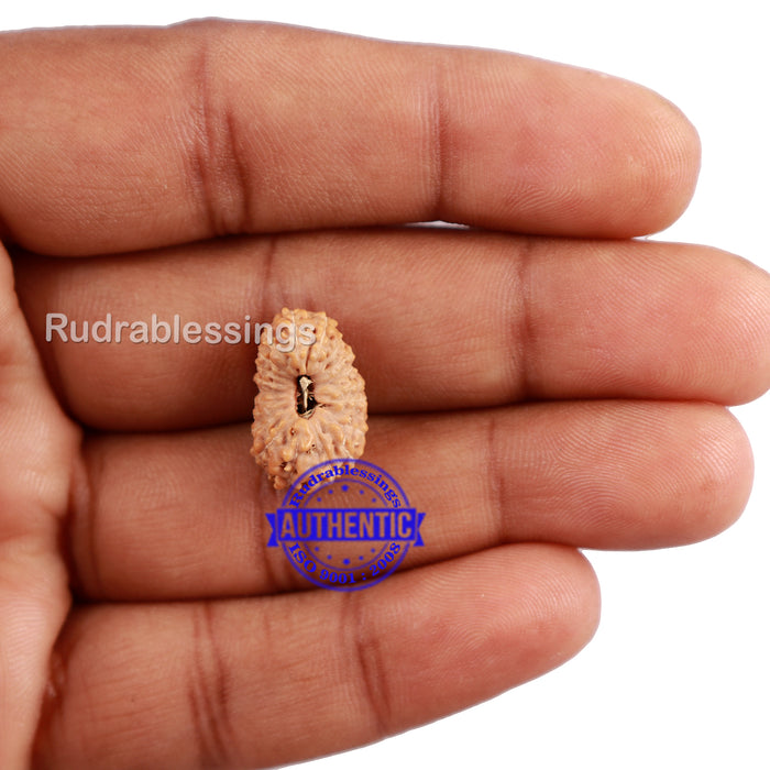 20 Mukhi Indonesian Rudraksha - Bead 68