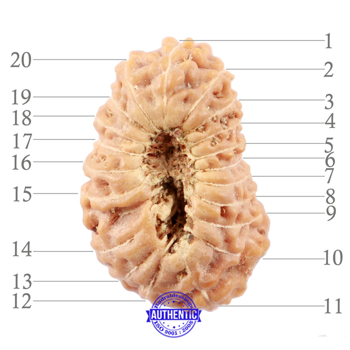 20 Mukhi Indonesian Rudraksha - Bead 68