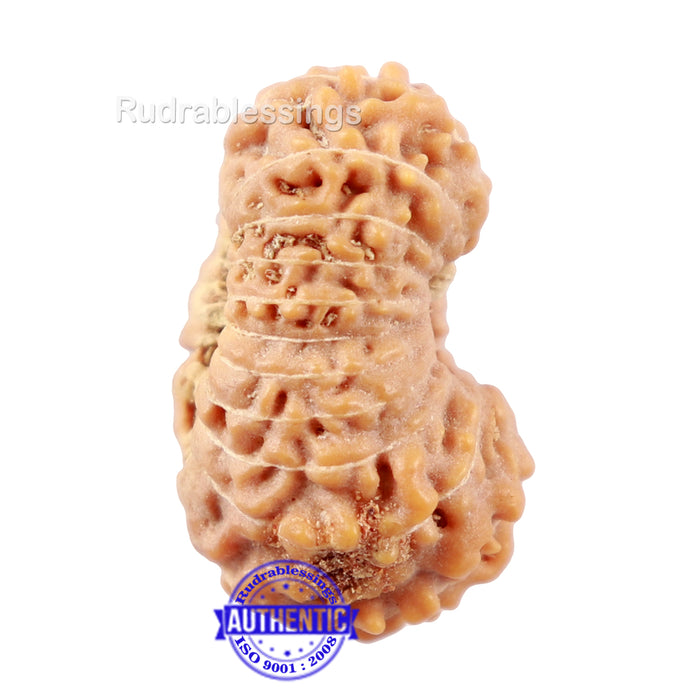 20 Mukhi Indonesian Rudraksha - Bead 68