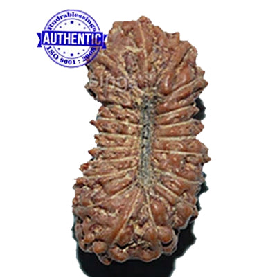 20 Mukhi Indonesian Rudraksha - Bead 22
