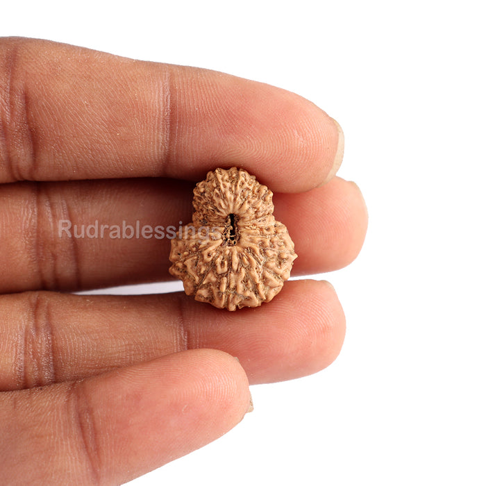 20 Mukhi Indonesian Rudraksha - Bead 46