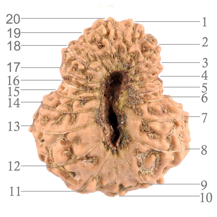 20 Mukhi Indonesian Rudraksha - Bead 46