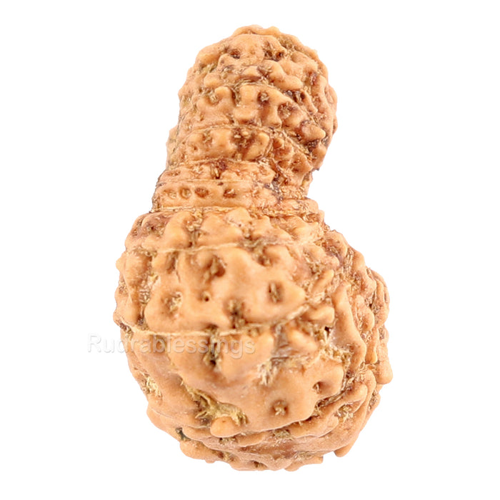 20 Mukhi Indonesian Rudraksha - Bead 46