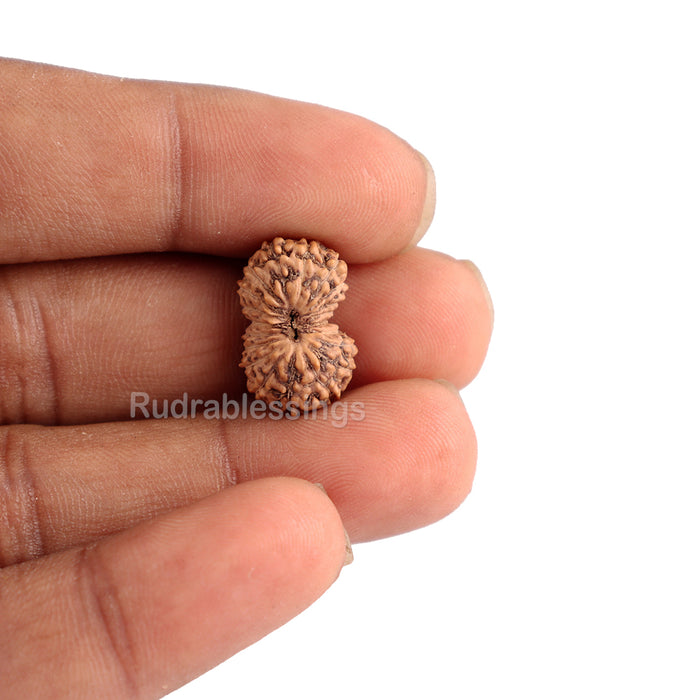 20 Mukhi Indonesian Rudraksha - Bead 47