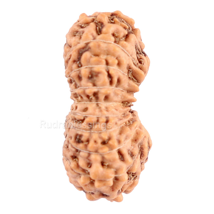 20 Mukhi Indonesian Rudraksha - Bead 47