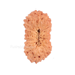 20 Mukhi Indonesian Rudraksha - Bead 53