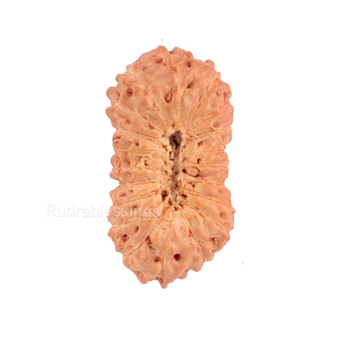20 Mukhi Indonesian Rudraksha - Bead 53