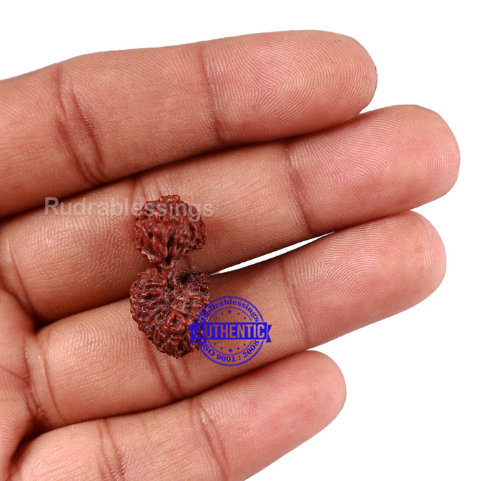 20 Mukhi Indonesian Gaurishankar Rudraksha - Bead 70