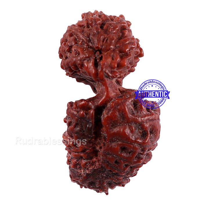 20 Mukhi Indonesian Gaurishankar Rudraksha - Bead 70