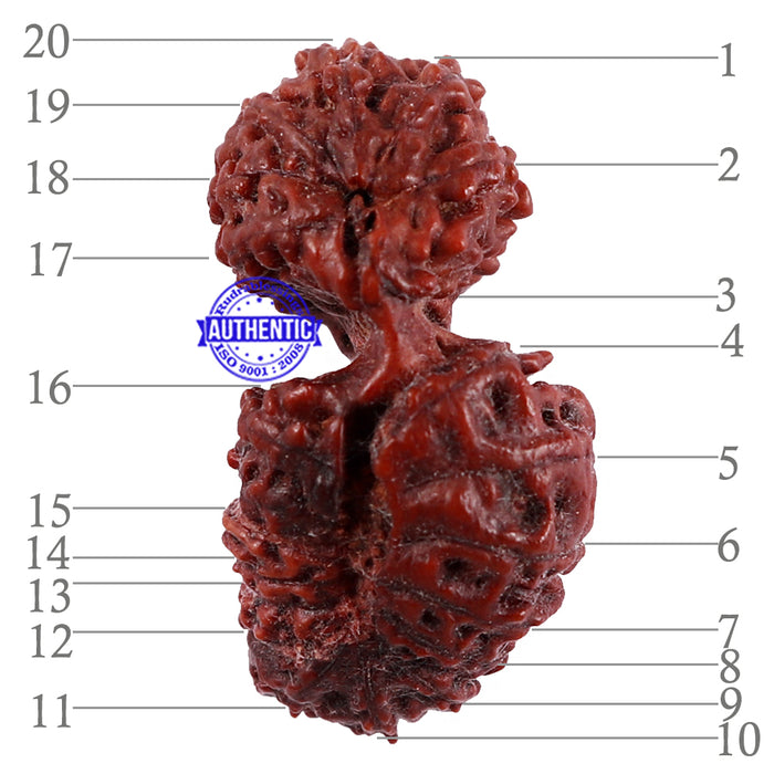20 Mukhi Indonesian Gaurishankar Rudraksha - Bead 70