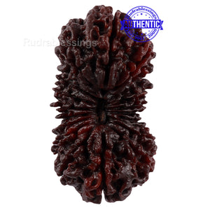 20 Mukhi Nepalese Rudraksha - Bead No. 1