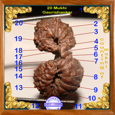 20 Mukhi Gaurishankar Rudraksha from Indonesia