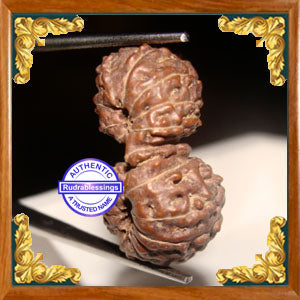 20 Mukhi Gaurishankar Rudraksha from Indonesia