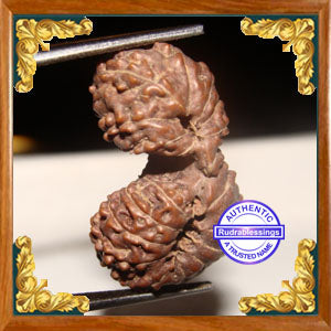 20 Mukhi Gaurishankar Rudraksha from Indonesia