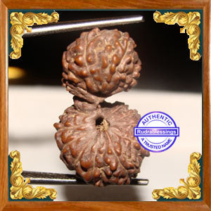 20 Mukhi Gaurishankar Rudraksha from Indonesia