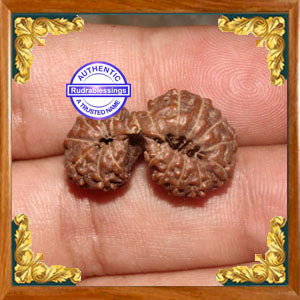 20 Mukhi Gaurishankar Rudraksha from Indonesia