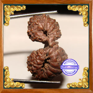 20 Mukhi Gaurishankar Rudraksha from Indonesia