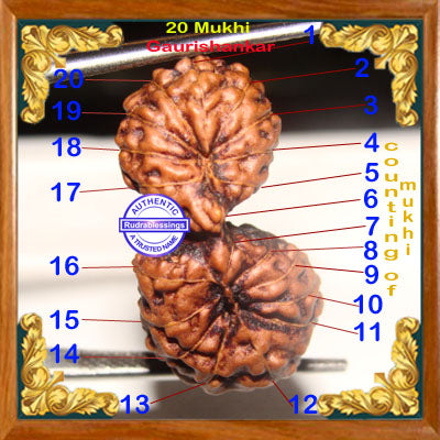 20 Mukhi Gaurishankar Rudraksha from Indonesia