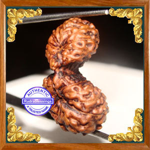 20 Mukhi Gaurishankar Rudraksha from Indonesia