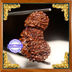 20 Mukhi Gaurishankar Rudraksha from Indonesia