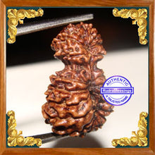 Load image into Gallery viewer, 20 Mukhi Gaurishankar Rudraksha from Indonesia
