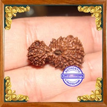 Load image into Gallery viewer, 20 Mukhi Gaurishankar Rudraksha from Indonesia
