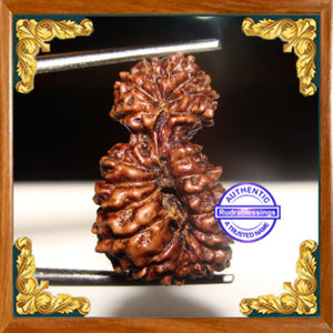 20 Mukhi Gaurishankar Rudraksha from Indonesia