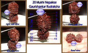 20 Mukhi Gaurishankar Rudraksha from Nepal