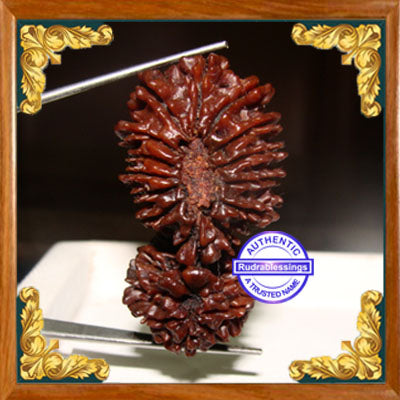 20 Mukhi Gaurishankar Rudraksha from Nepal