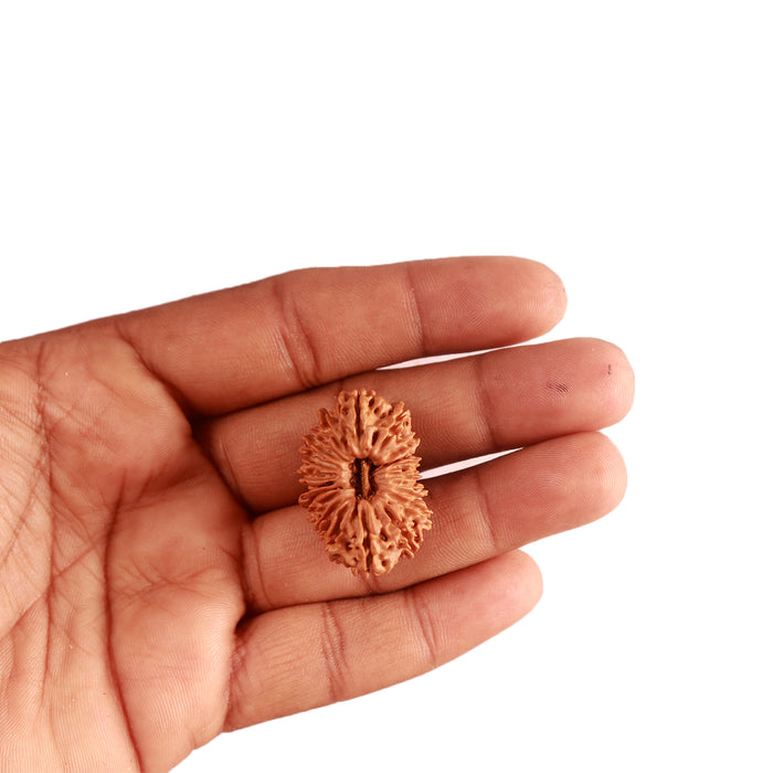 20 Mukhi Nepalese Ganesha Rudraksha - Bead No 6