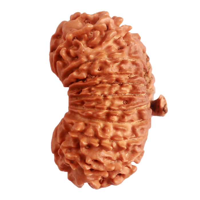20 Mukhi Nepalese Ganesha Rudraksha - Bead No 6