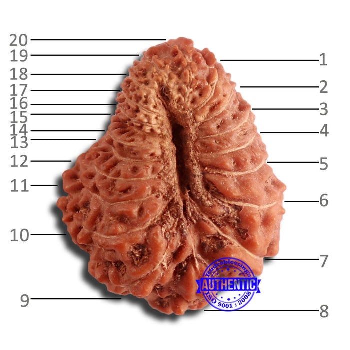 20 Mukhi Indonesian Rudraksha - Bead 81