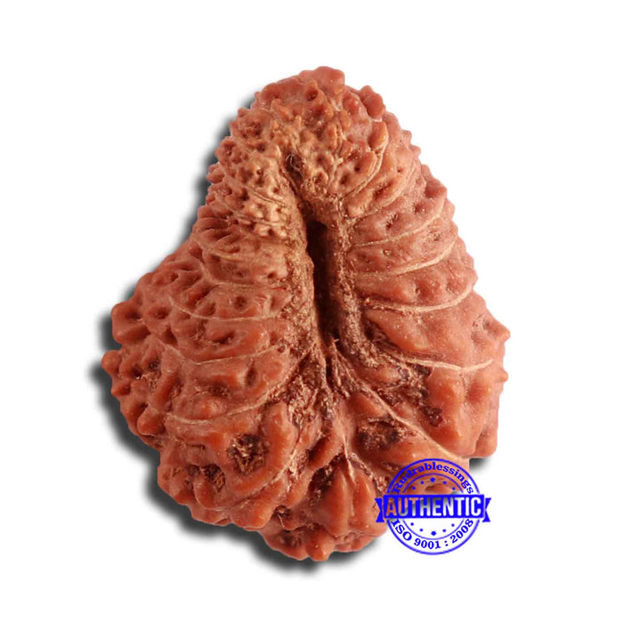 20 Mukhi Indonesian Rudraksha - Bead 81