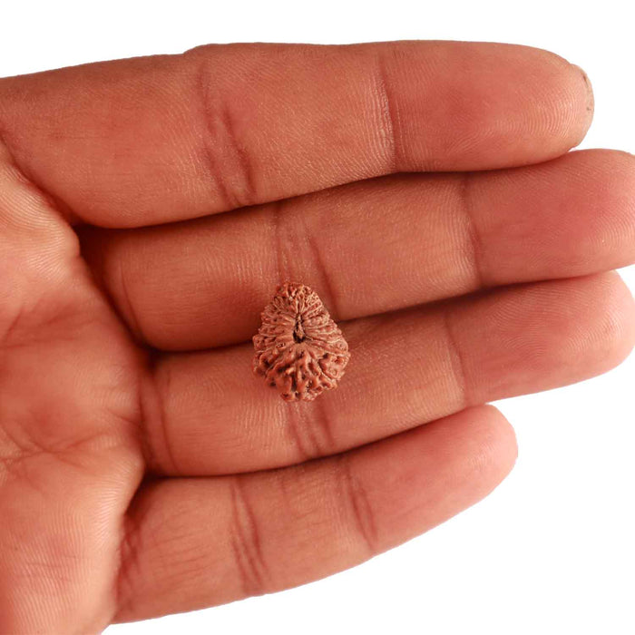 20 Mukhi Indonesian Rudraksha - Bead 81