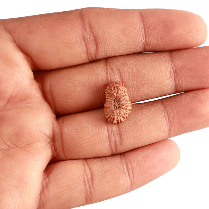 20 Mukhi Indonesian Rudraksha - Bead 84